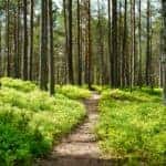 Hiking trail in a forest