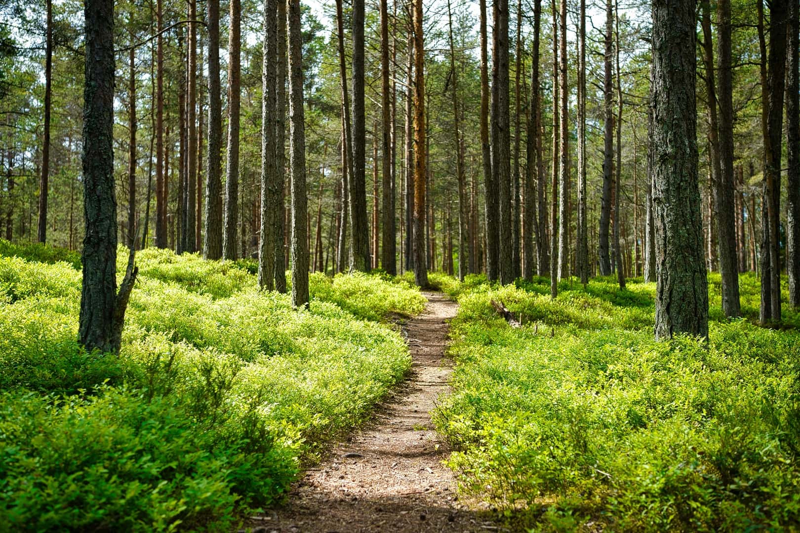 Hiking trail in a forest