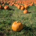 Pumpkin patch