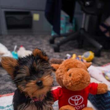 Zoey Totten