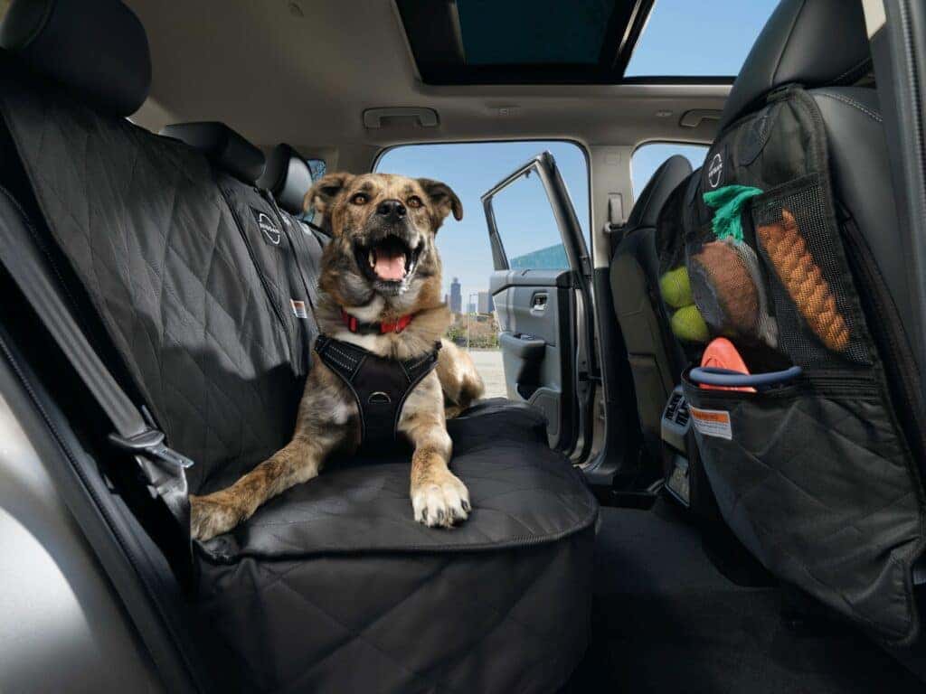 A Happy Dog Sitting In The Back Seat With Nissan Accessories