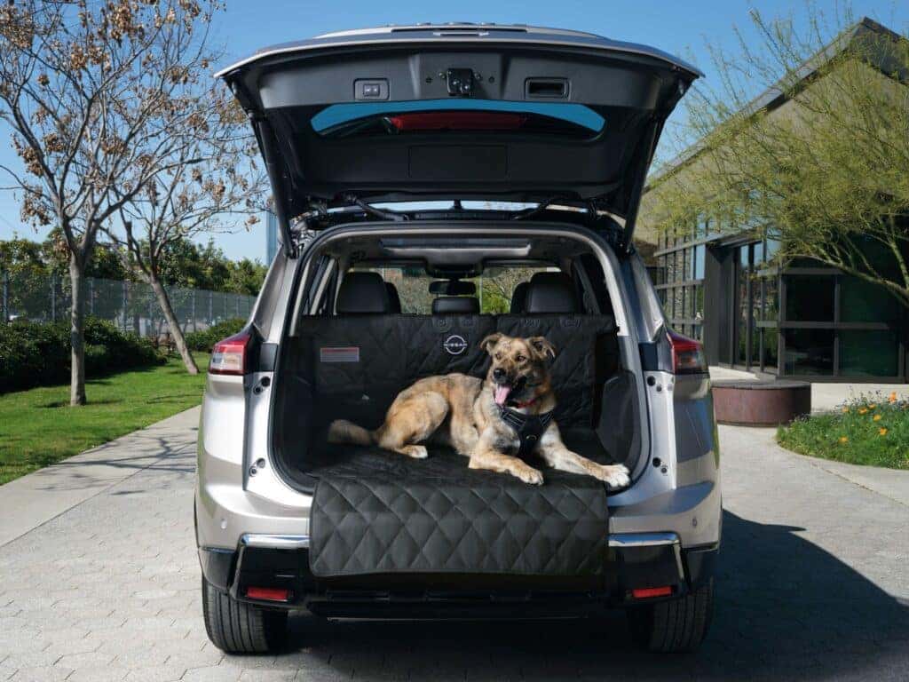 A Calm Dog Sitting In The Cargo Of The Car, Using Nissan Pet Accessories