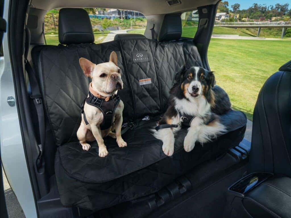 Two Adorable Dogs Sitting In The Backseat