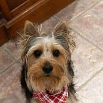 Wally