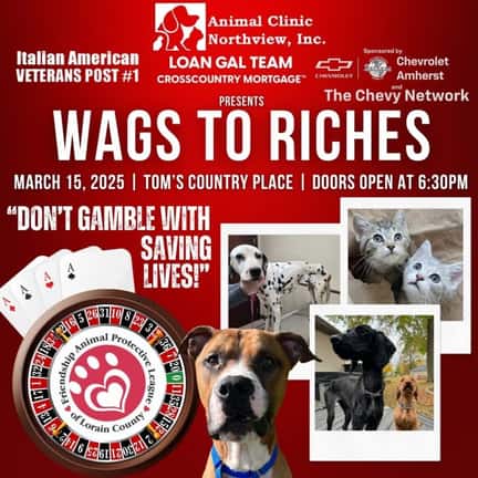 Wags to Riches