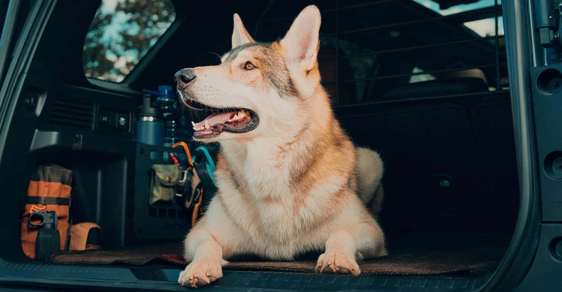 2026 Honda Passport cute dog