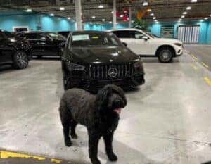 Masano Auto Bark, dog in vehicle showroom in Reading, PA